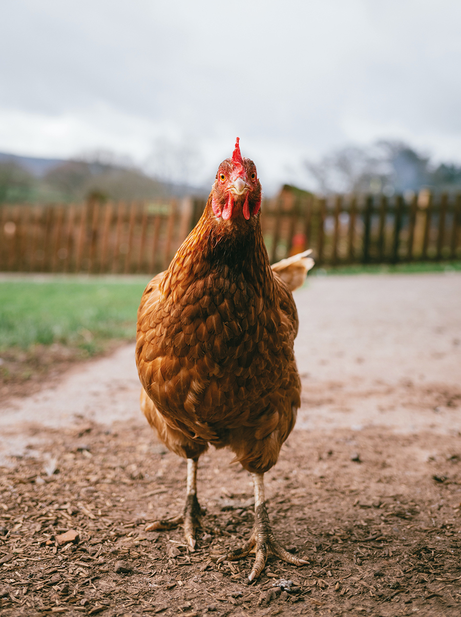 Des poulets libres et ayant eu le temps de grandir, longtemps et en plein air. 